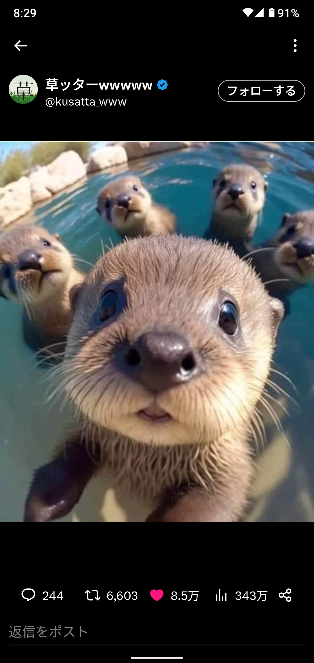 【画像】自分が可愛いことを自覚してそうな動物