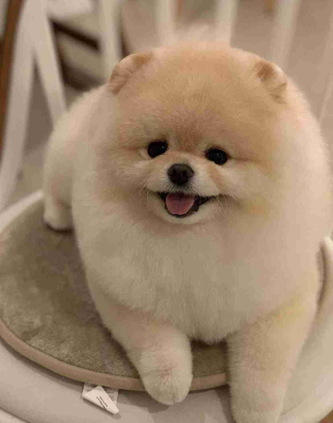 【画像】自分が可愛いことを自覚してそうな動物