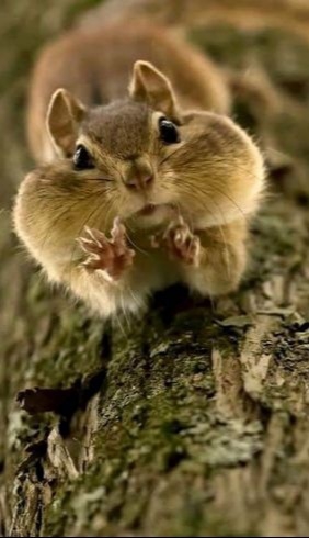 【画像】自分が可愛いことを自覚してそうな動物