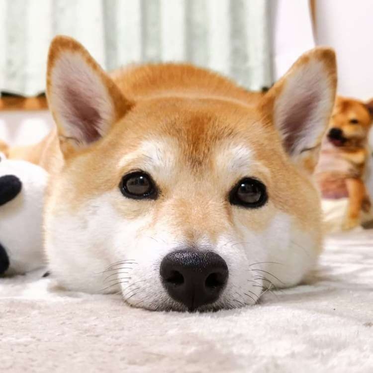 【画像】自分が可愛いことを自覚してそうな動物