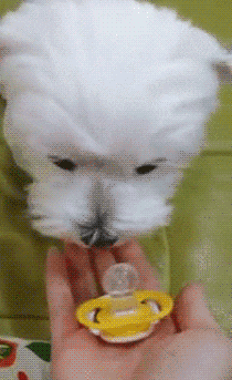 【画像】自分が可愛いことを自覚してそうな動物