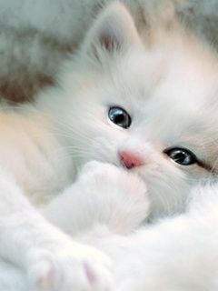 【画像】自分が可愛いことを自覚してそうな動物