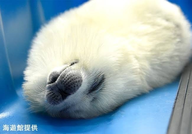 【画像】自分が可愛いことを自覚してそうな動物