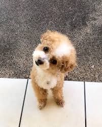 【画像】自分が可愛いことを自覚してそうな動物