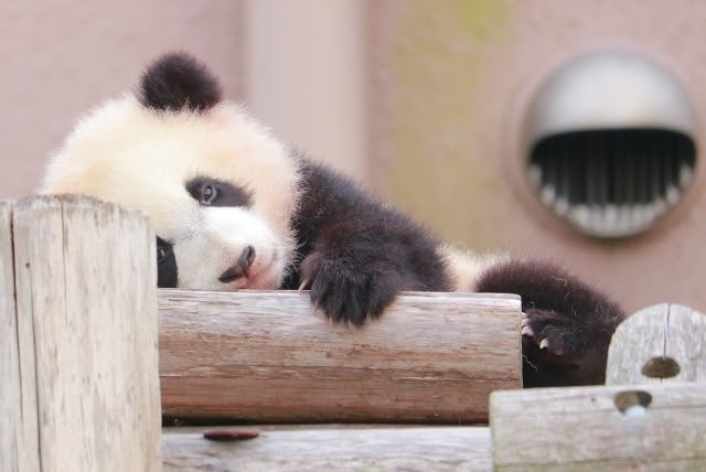 【画像】自分が可愛いことを自覚してそうな動物