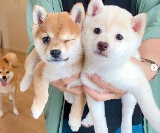【画像】自分が可愛いことを自覚してそうな動物
