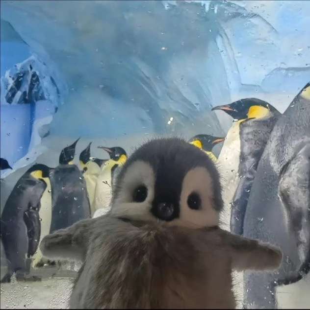 【画像】自分が可愛いことを自覚してそうな動物