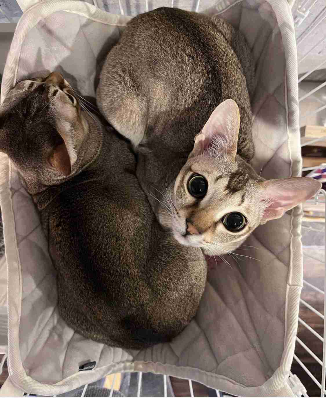 【画像】自分が可愛いことを自覚してそうな動物