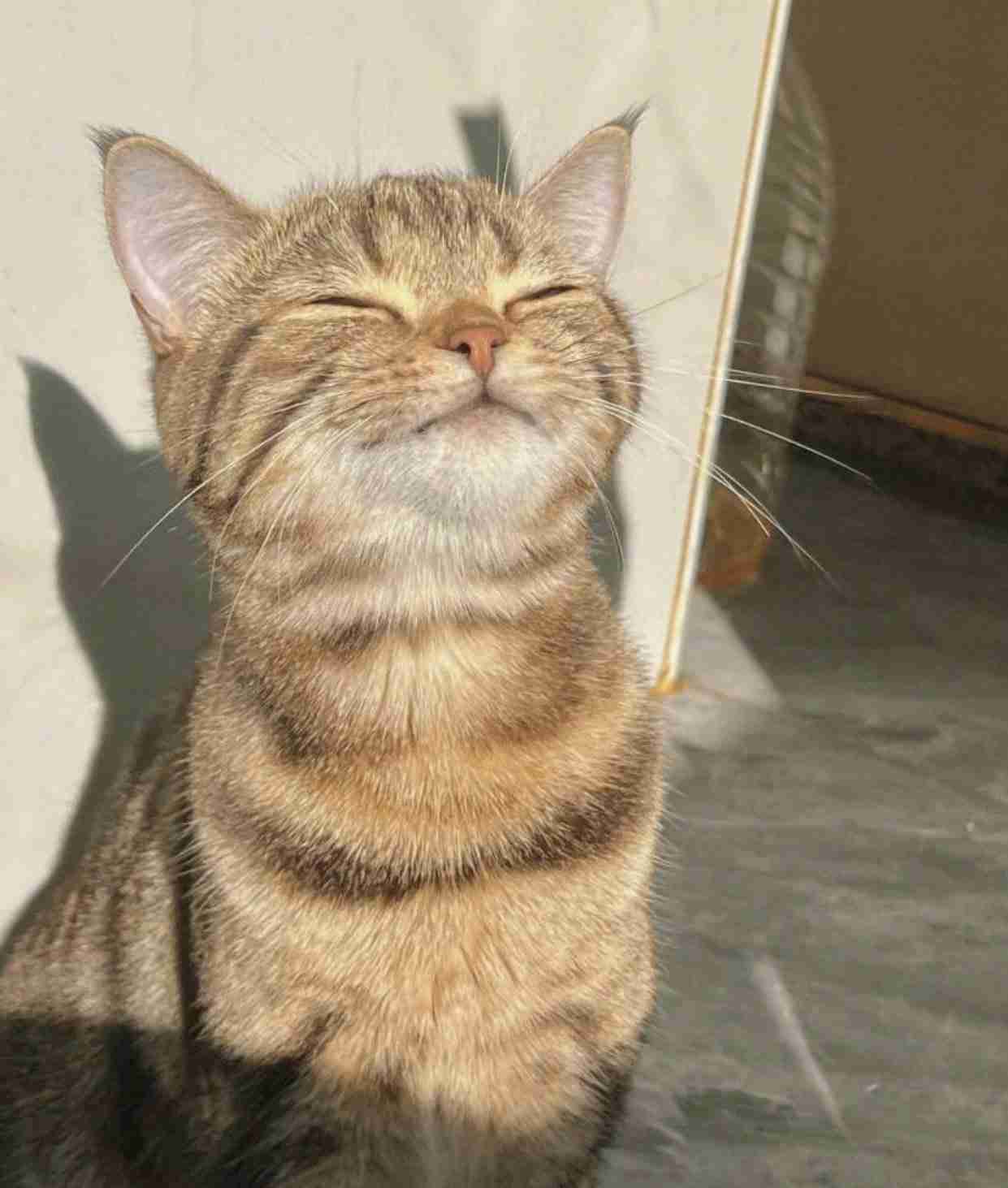 【画像】自分が可愛いことを自覚してそうな動物