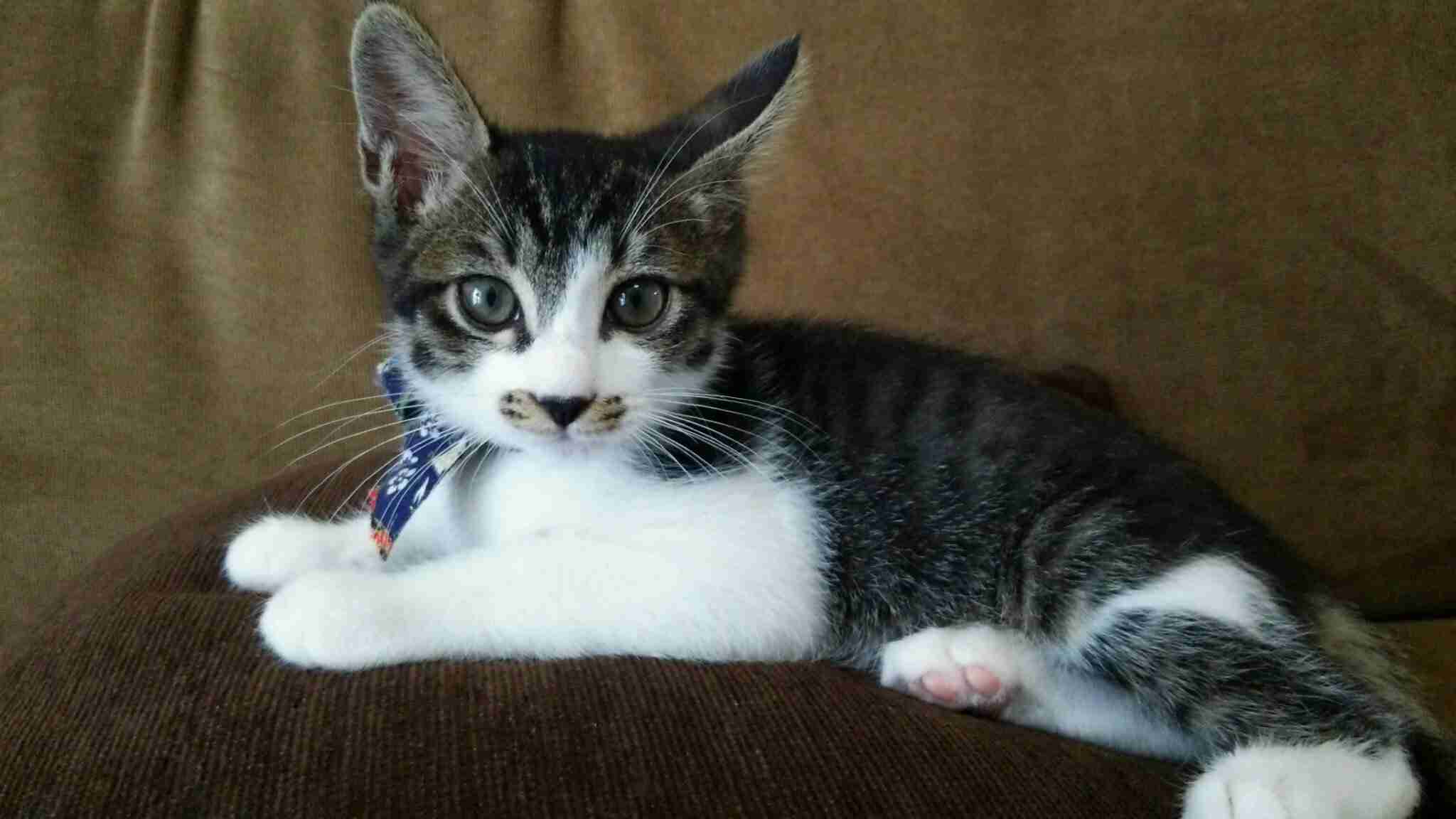 【画像】自分が可愛いことを自覚してそうな動物