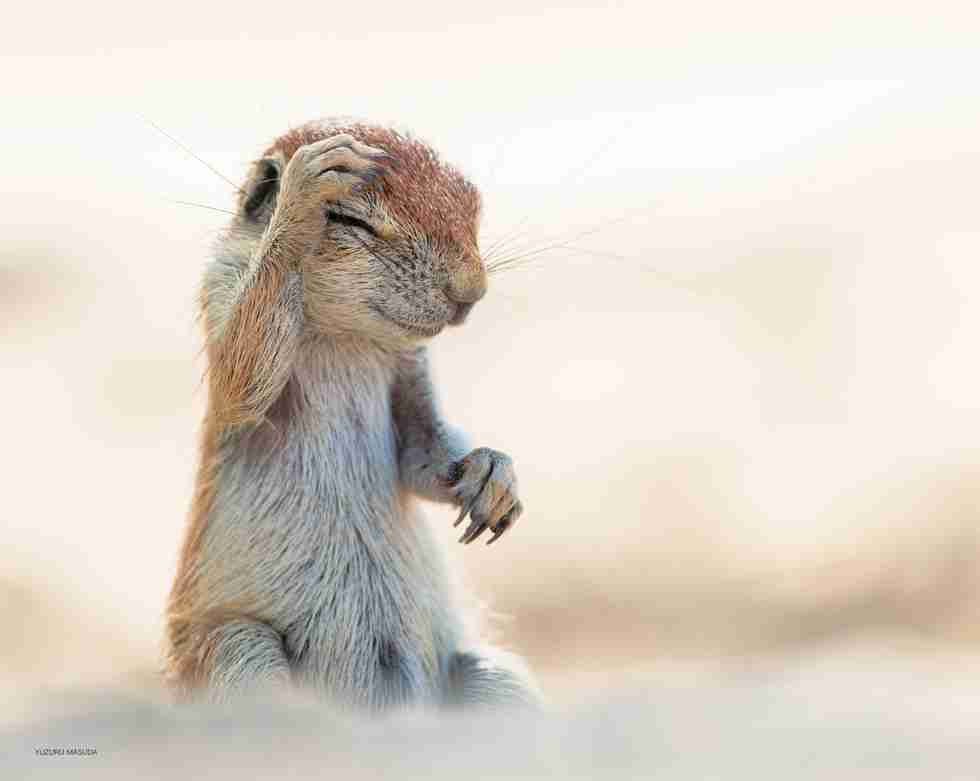 【画像】自分が可愛いことを自覚してそうな動物