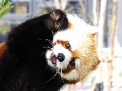 【画像】自分が可愛いことを自覚してそうな動物