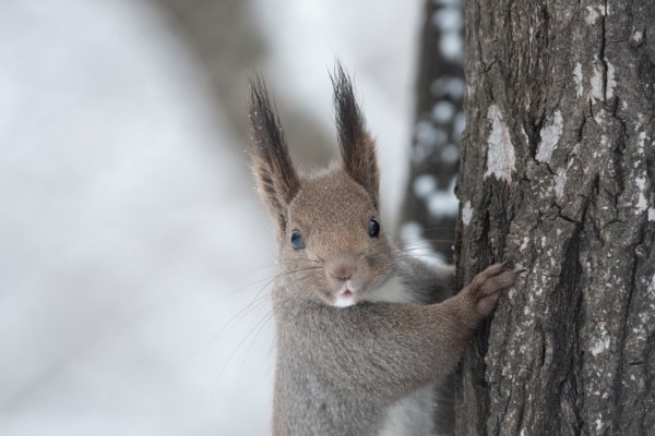 【画像】自分が可愛いことを自覚してそうな動物