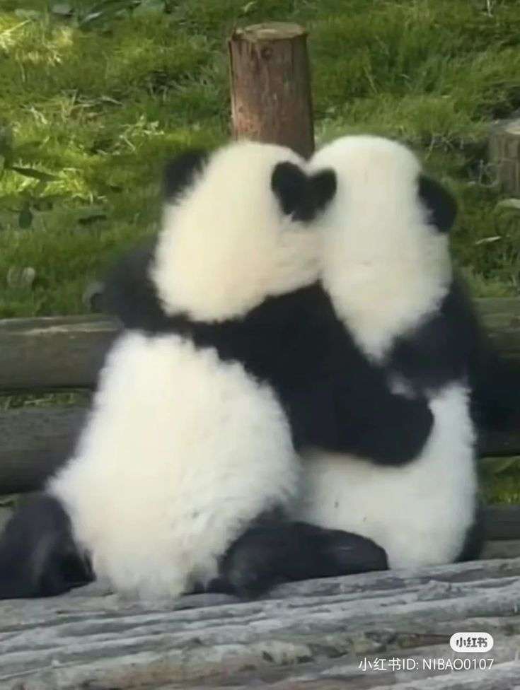 【画像】自分が可愛いことを自覚してそうな動物