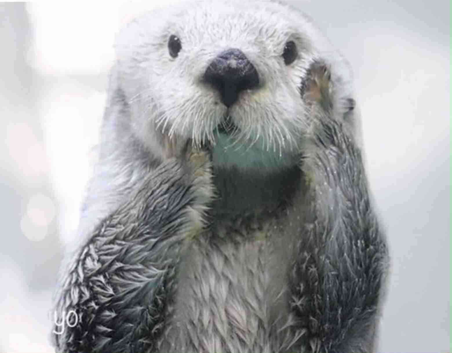 【画像】自分が可愛いことを自覚してそうな動物