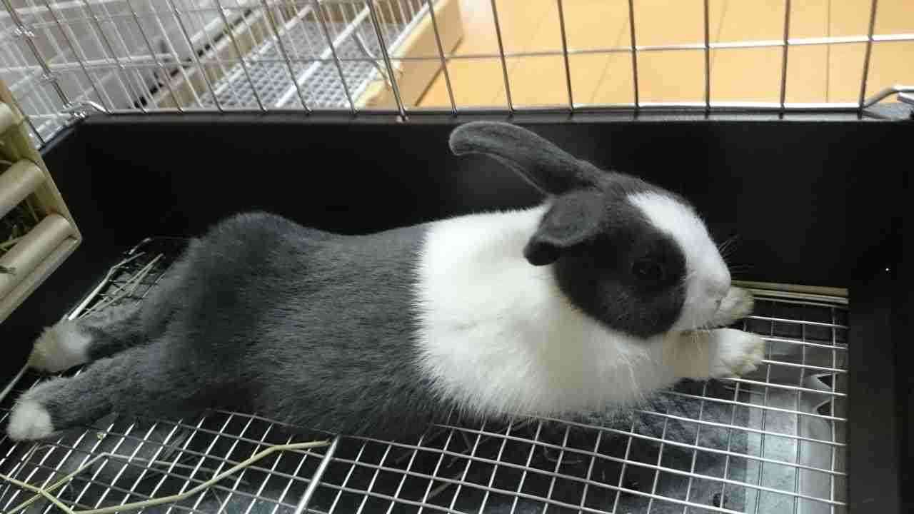 【画像】自分が可愛いことを自覚してそうな動物