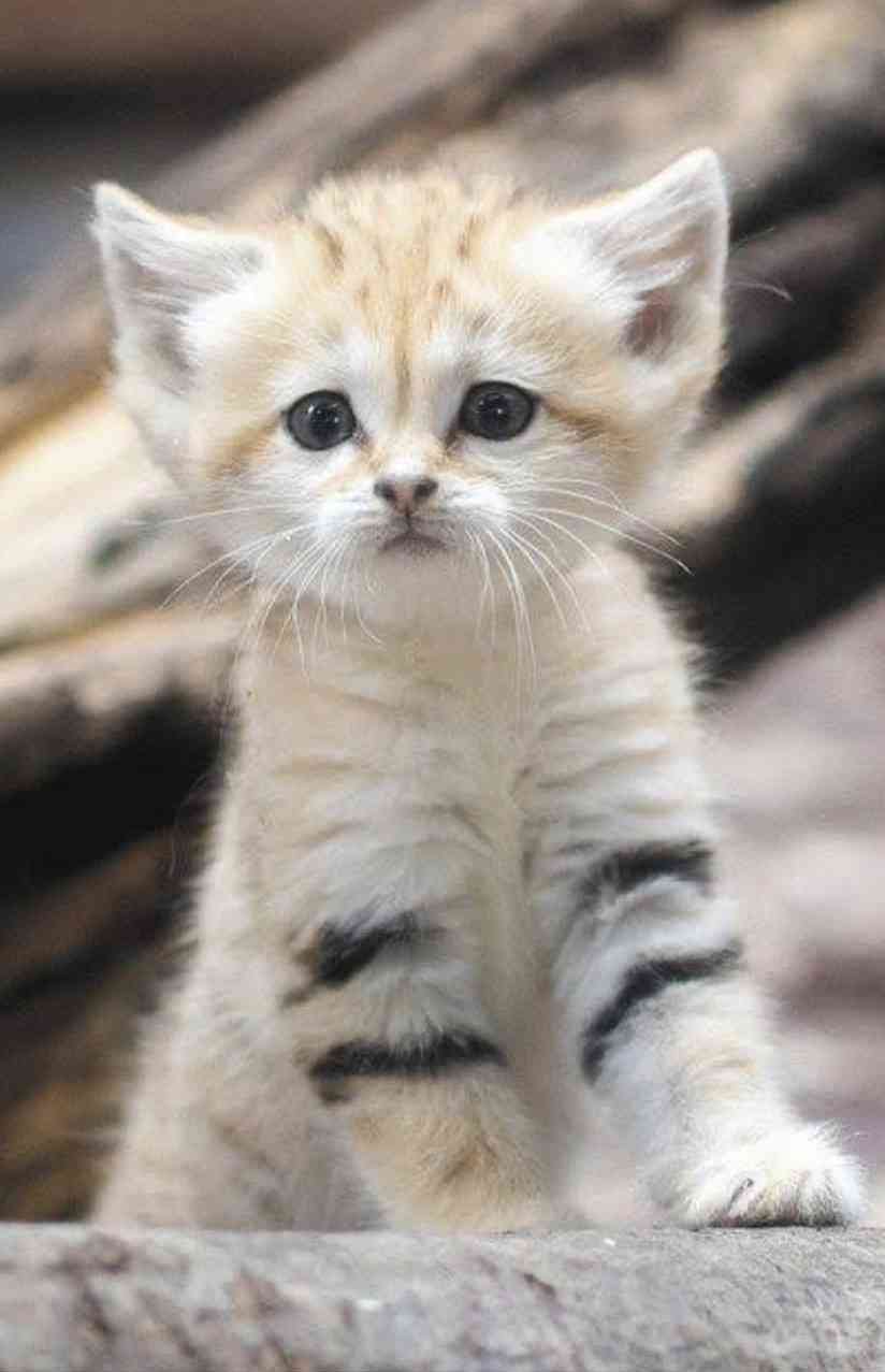 【画像】自分が可愛いことを自覚してそうな動物
