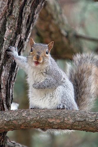 【画像】自分が可愛いことを自覚してそうな動物