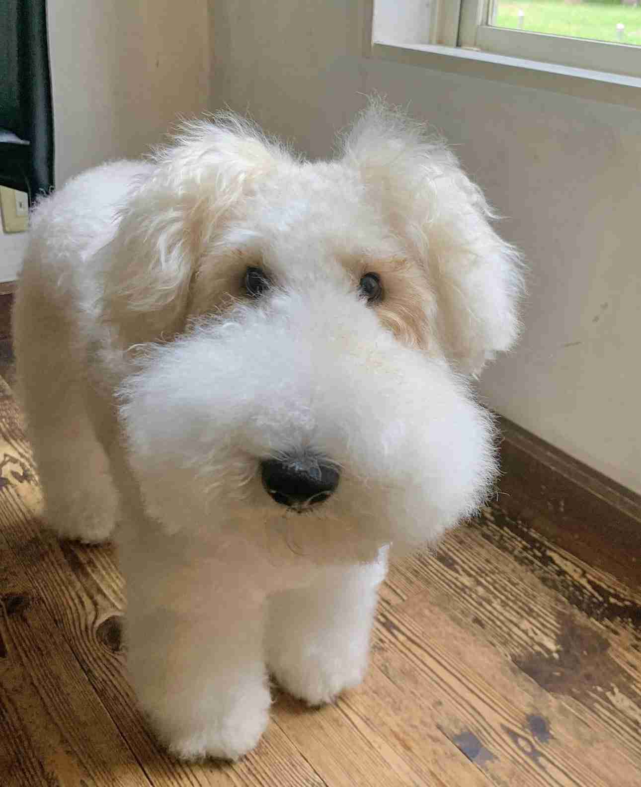 【画像】自分が可愛いことを自覚してそうな動物