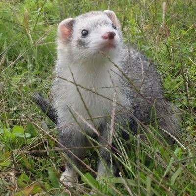 【画像】自分が可愛いことを自覚してそうな動物