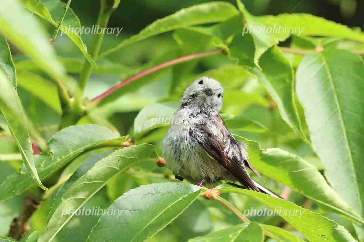 【画像】自分が可愛いことを自覚してそうな動物