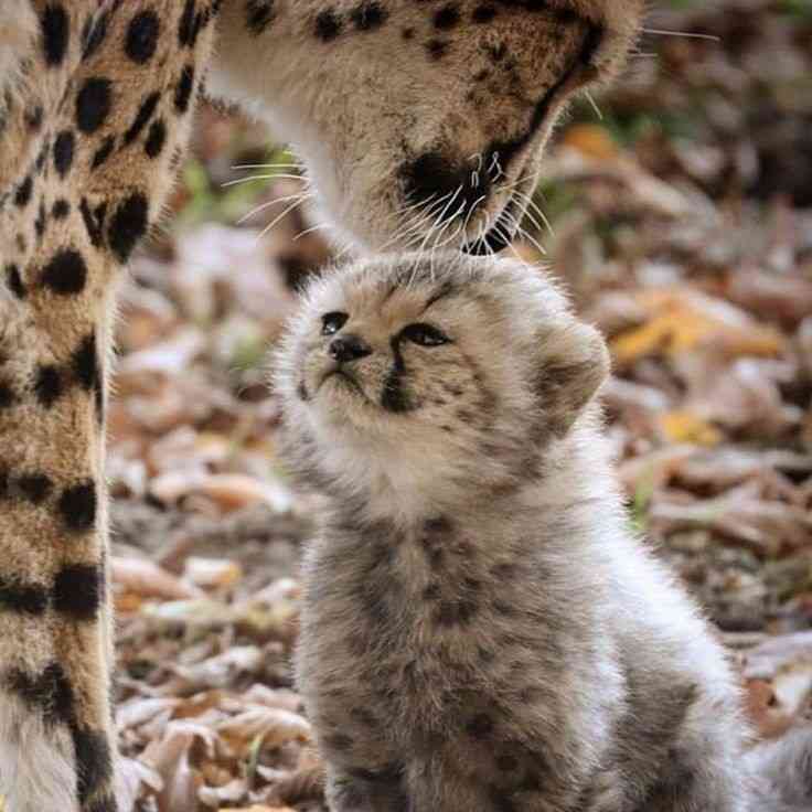 【画像】自分が可愛いことを自覚してそうな動物