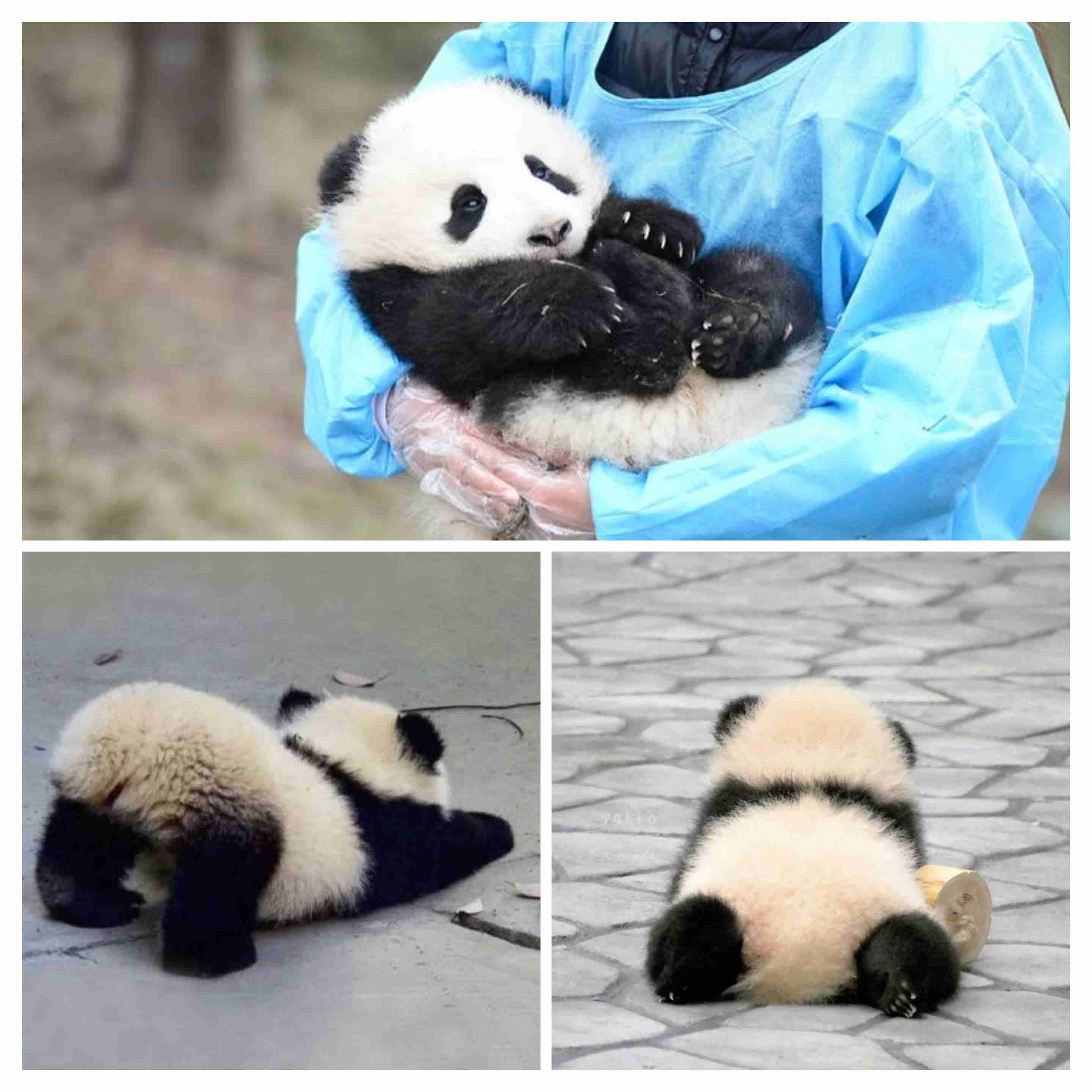 【画像】自分が可愛いことを自覚してそうな動物