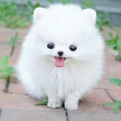 【画像】自分が可愛いことを自覚してそうな動物