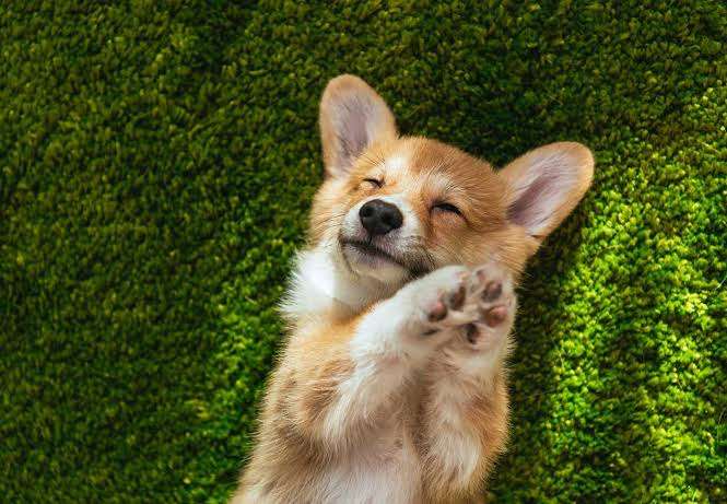 【画像】自分が可愛いことを自覚してそうな動物
