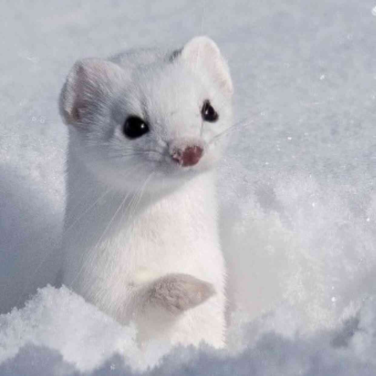 【画像】自分が可愛いことを自覚してそうな動物