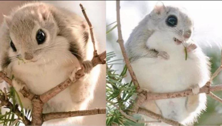 【画像】自分が可愛いことを自覚してそうな動物