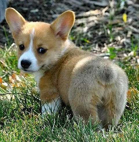【画像】自分が可愛いことを自覚してそうな動物
