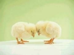 【画像】自分が可愛いことを自覚してそうな動物