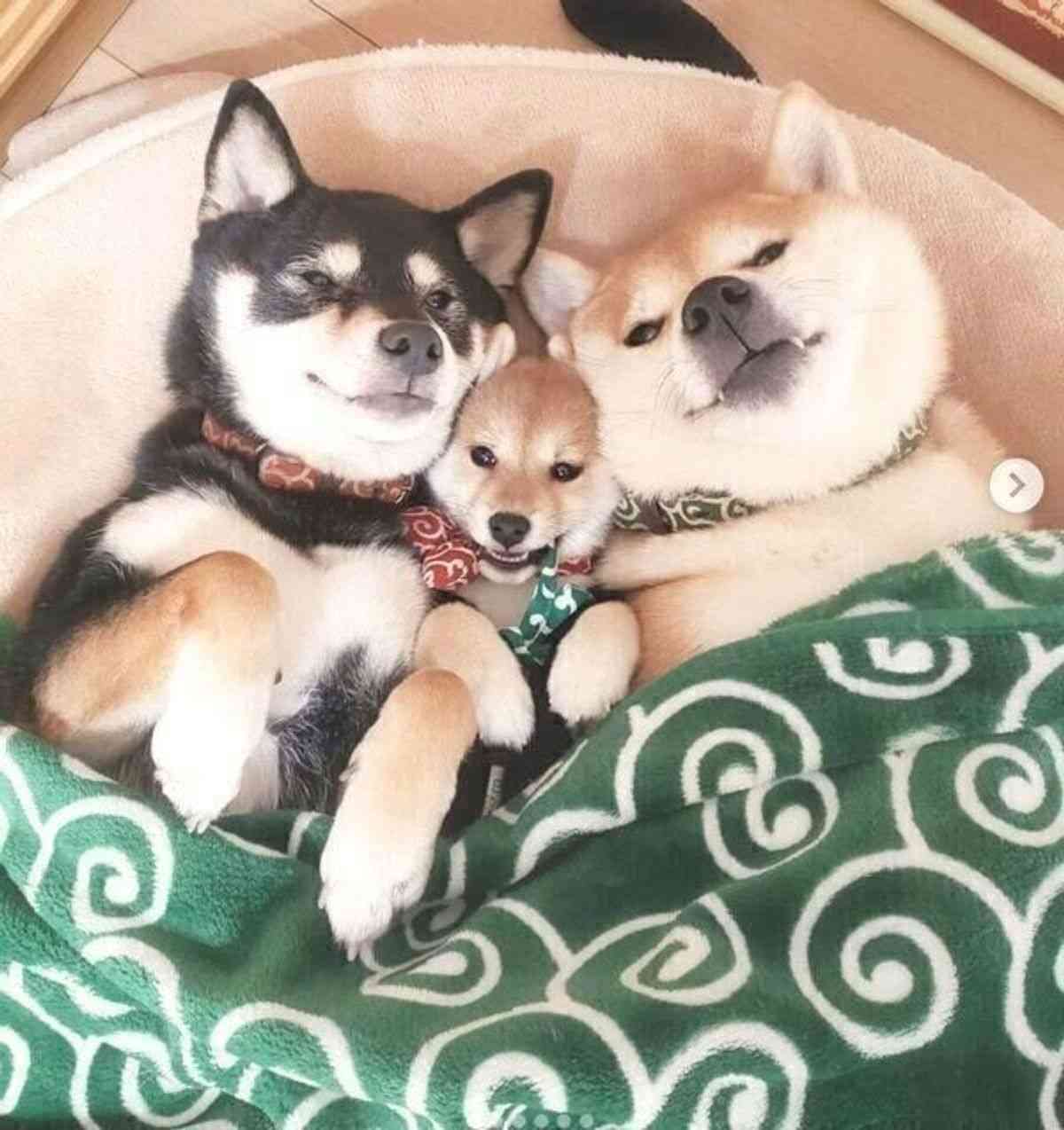 【画像】自分が可愛いことを自覚してそうな動物