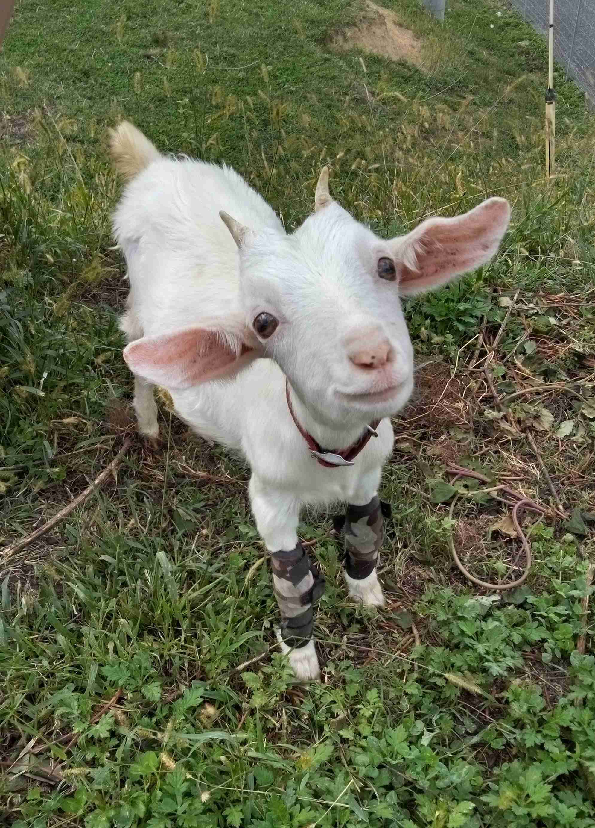 【画像】自分が可愛いことを自覚してそうな動物