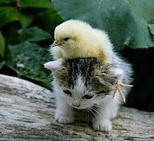 【画像】自分が可愛いことを自覚してそうな動物