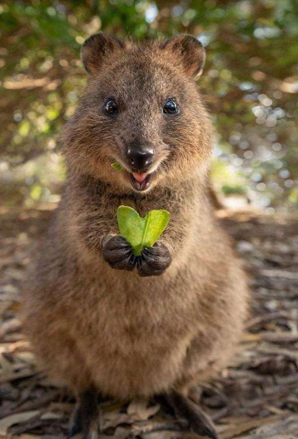 【画像】自分が可愛いことを自覚してそうな動物