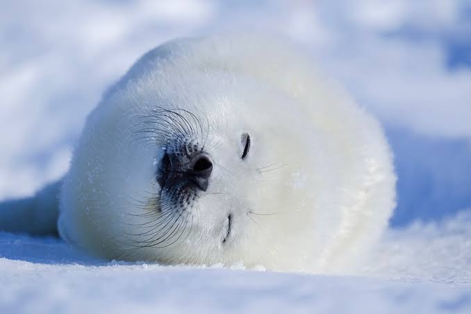 【画像】自分が可愛いことを自覚してそうな動物