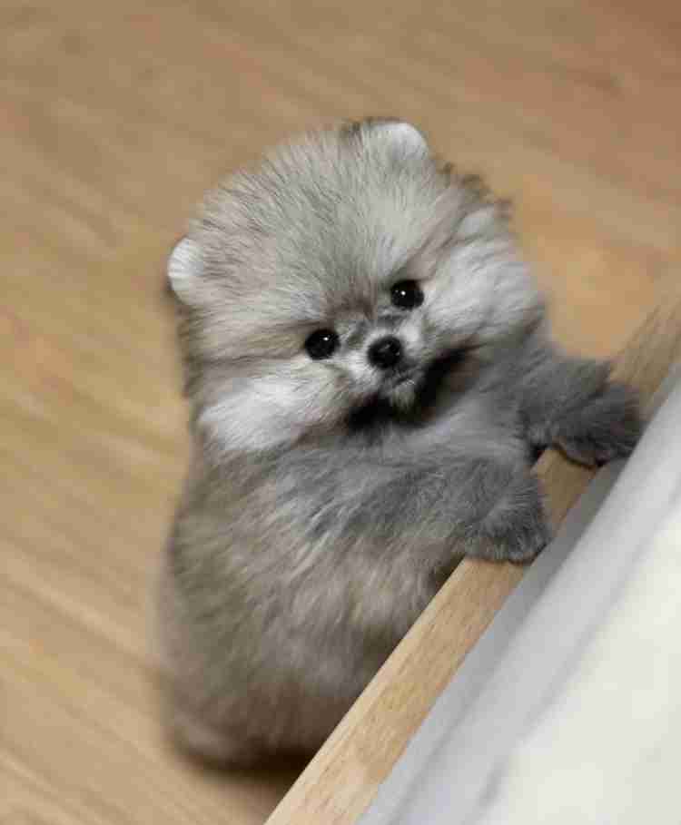 【画像】自分が可愛いことを自覚してそうな動物