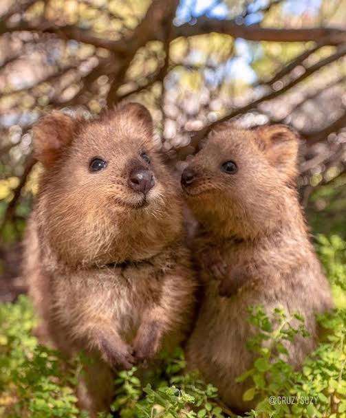 【画像】自分が可愛いことを自覚してそうな動物