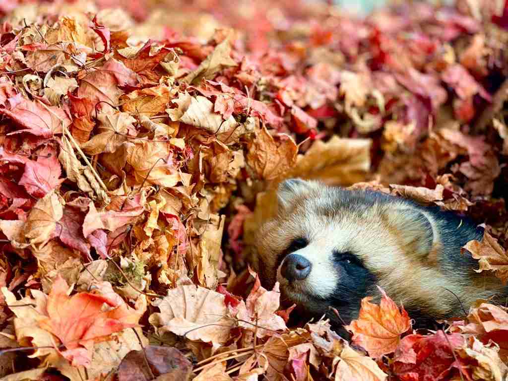【画像】自分が可愛いことを自覚してそうな動物