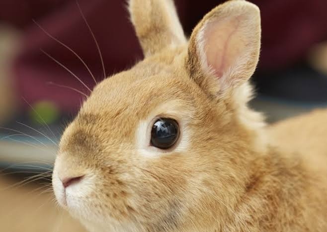 【画像】自分が可愛いことを自覚してそうな動物