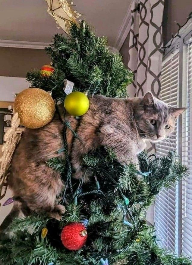 【画像】自分が可愛いことを自覚してそうな動物