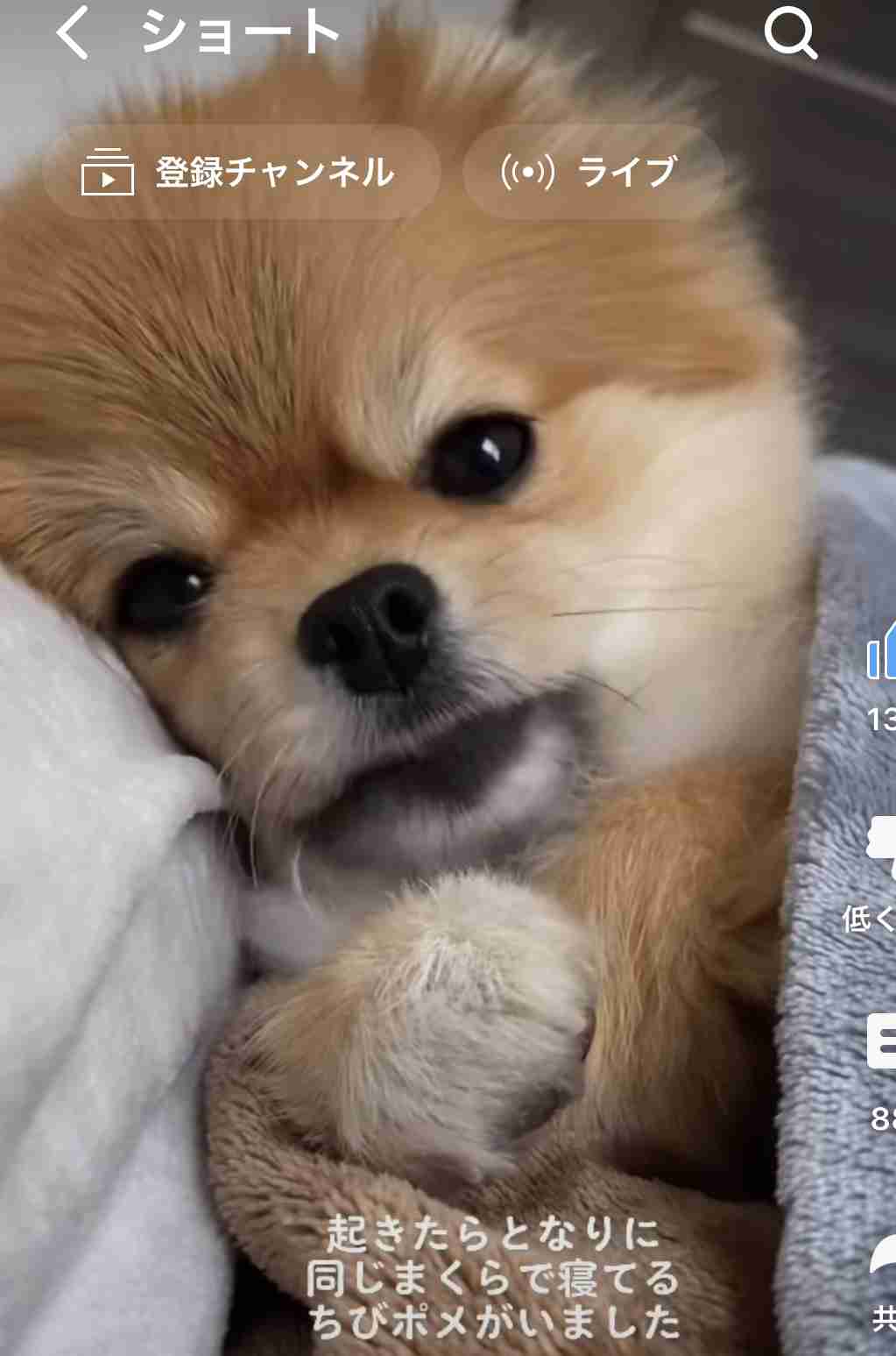 【画像】自分が可愛いことを自覚してそうな動物