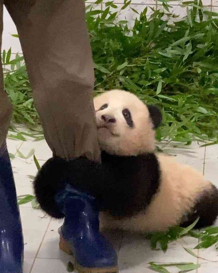 【画像】自分が可愛いことを自覚してそうな動物