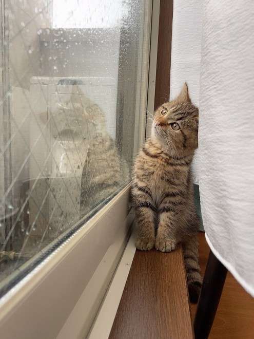 【画像】自分が可愛いことを自覚してそうな動物
