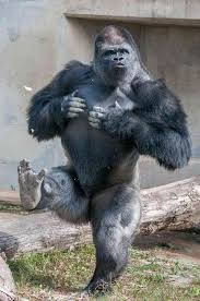 「ウホ様いらっしゃいませんか～？」　店内に響いた謎の人名、“まさかの正体”に「店員さんは悪くない」