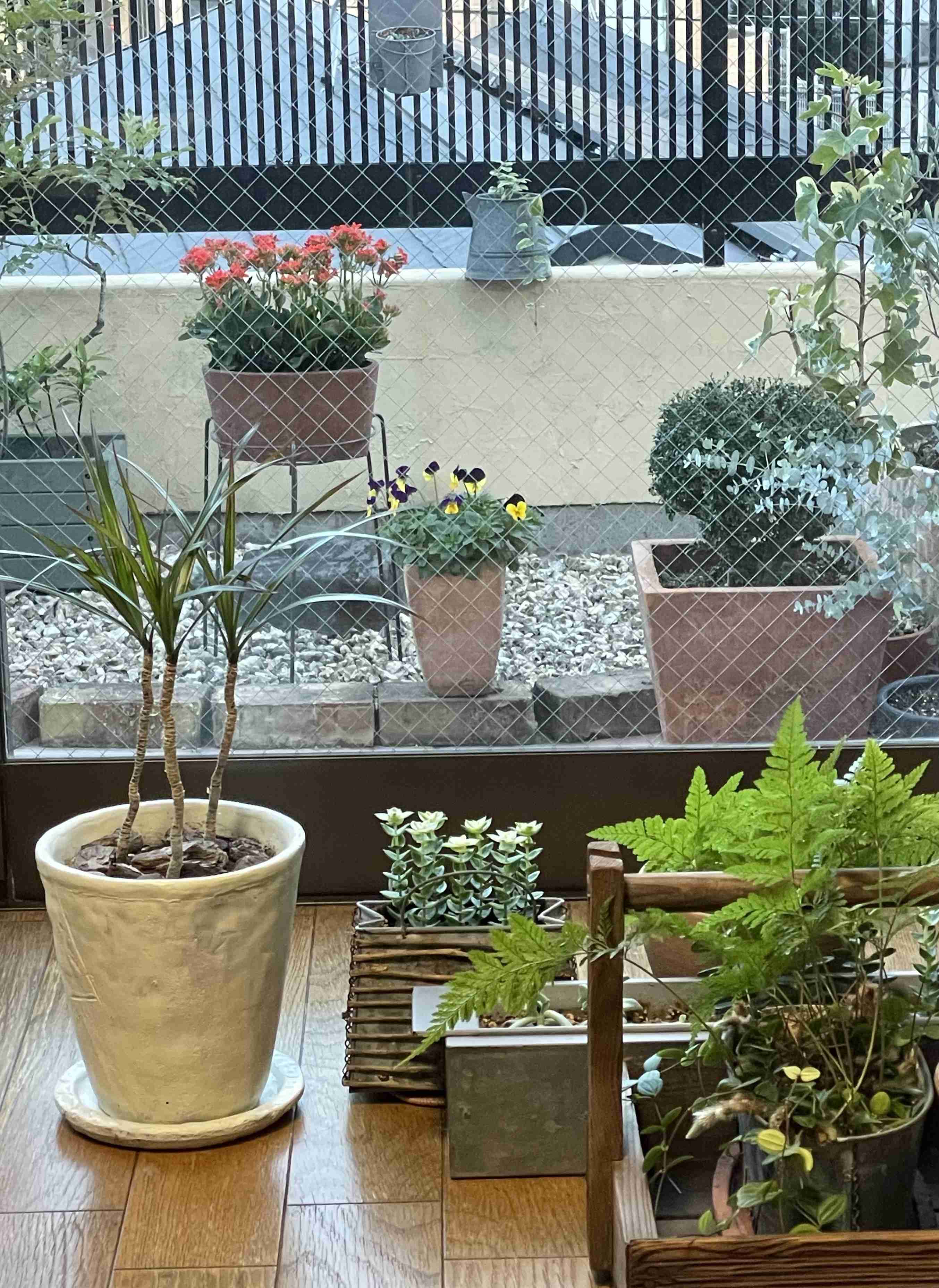 年末年始の我が家の情景を貼るトピpart2