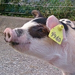 「あまりにも早すぎる」警察に殺処分されたペットのマイクロブタ…飼い主が分からない動物は落とし物？