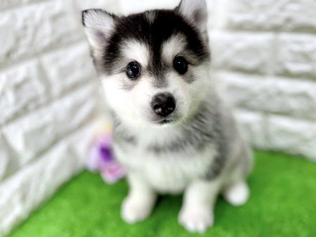 ｢大谷翔平の犬｣が悪徳業者のターゲットに…どれだけ可愛くても｢ミックス犬｣を買うべきではない理由